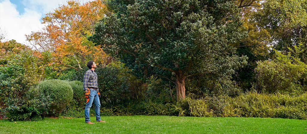 com-podar-arbres-guia-completa-i-consells-essencials