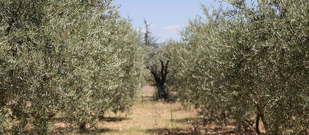 poda-del-olivo-guia-completa-para-optimizar-produccion-y-salud