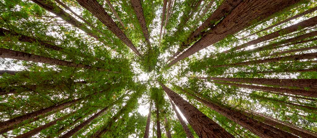 arboles-mas-altos-del-mundo-descubre-sus-maravillas-naturales