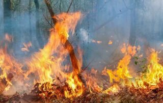 com-prevenir-un-incendi-forestal-consells-i-mesures-eficaces