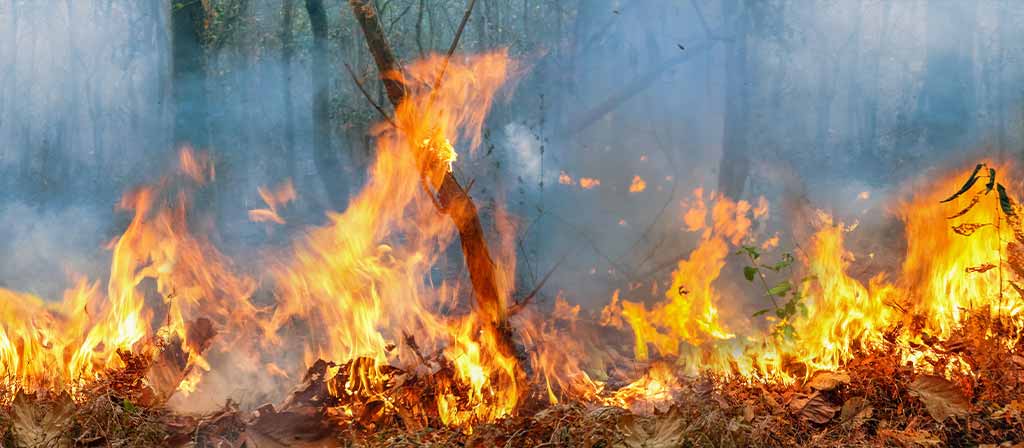 com-prevenir-un-incendi-forestal-consells-i-mesures-eficaces