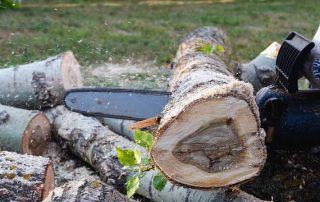 com-tallar-un-arbre-amb-motoserra-guia-practica-i-segura