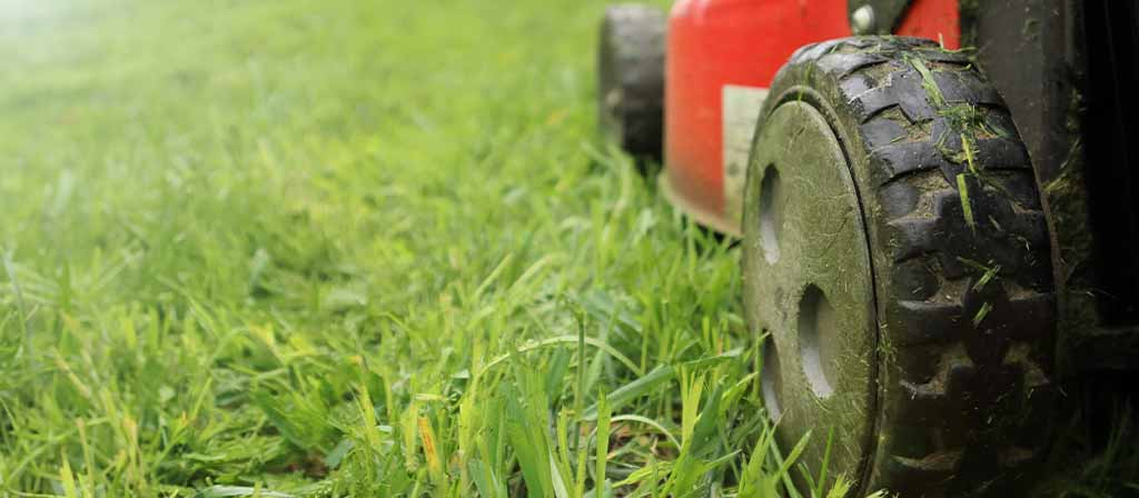 cuando-escarificar-el-cesped-guia-practica-para-tu-jardin