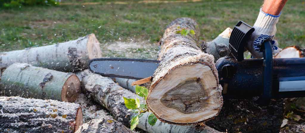 como-cortar-un-arbol-con-motosierra-guia-practica-y-segura